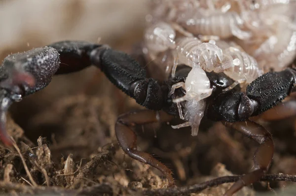 Euscorpius Flavicaudis Görünümünde Yamyamlık — Stok fotoğraf