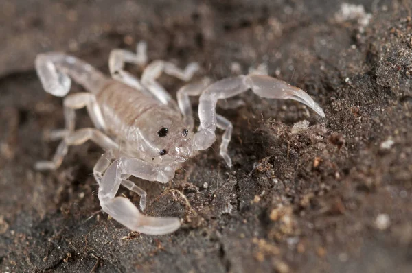 Cannibalism Euscorpius Flavicaudis View — Stock Photo, Image