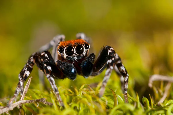 Eresus 瓢虫蜘蛛 — 图库照片