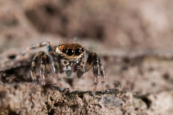 Close Philaeus Chrysops Salticidae Habitat Natural — Fotografia de Stock