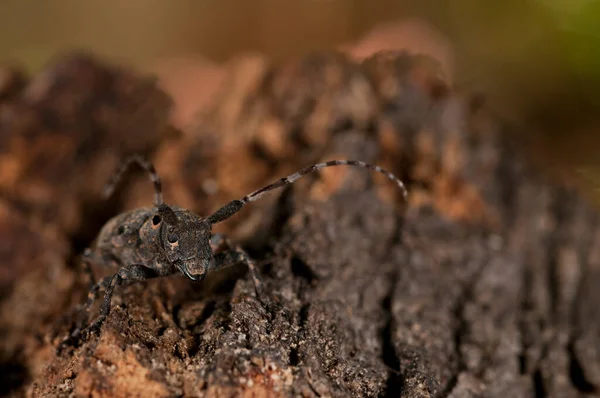 Mesosa Curculionoides Cerambycidae Vista Perto — Fotografia de Stock