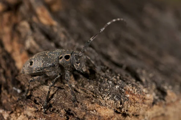 Mesosa Curculionoides Cerambycidae Κοντινή Προβολή — Φωτογραφία Αρχείου