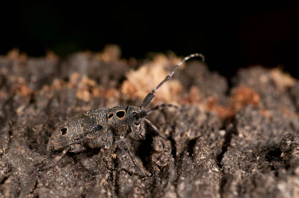 Mesosa Curculionoides Cerambycidae Zblízka — Stock fotografie