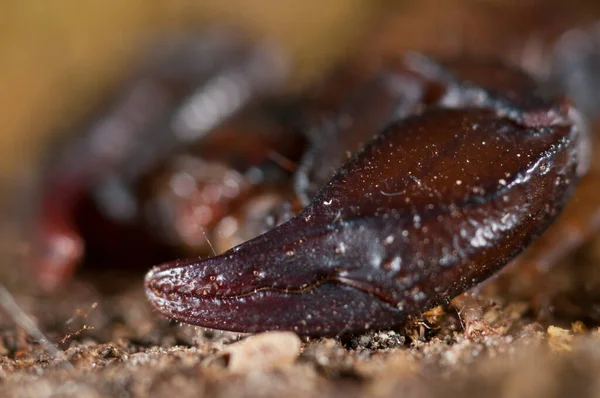 Euscorpius Carpathicus Pequeno Escorpião Madeira Vista Perto Imagem De Stock