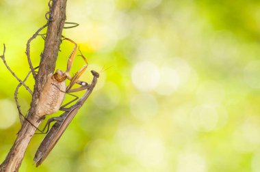 Mantis Reliosa 'nın (Avrupa peygamber devesi) doğal ortamdaki yakın çekimi