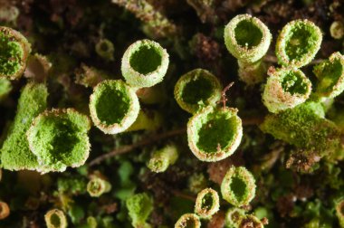 Bir kertenkelenin üreme yapıları. Doğa dokusu