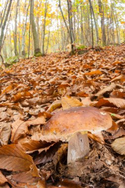 Ormanda mantarın yakın plan çekimi.