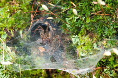 Doğal ortamında Atypus affinis 'in (çanta ağı örümceği) yakın plan çekimi 