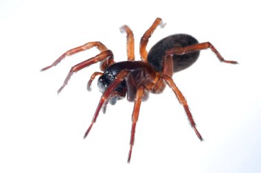 Siyah dantel dokumacının (Amaurobius ferox) beyaz üzerine yakın plan çekimi