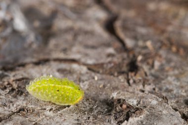 Kayadaki parlak yeşil tırtıl. Doğadaki böcek.