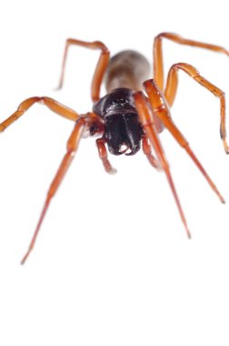 Siyah dantel dokumacının (Amaurobius ferox) beyaz üzerine yakın plan çekimi