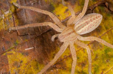 Mikromata virescens (yeşil avcı örümcek))