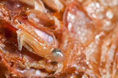 Peygamber devesi bebeklerinin doğumu. Yerellik: Cenova (GE), İtalya.