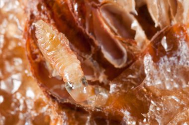 Peygamber devesi bebeklerinin doğumu. Yerellik: Cenova (GE), İtalya.