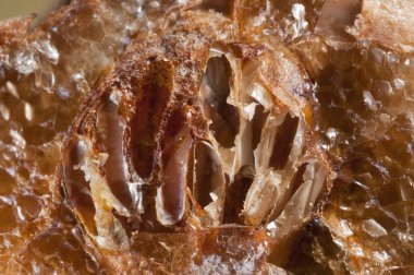 Mantid dininden Otheca. yerellik: Cenova (GE), İtalya.