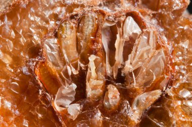 Mantid dininden Otheca. yerellik: Cenova (GE), İtalya.