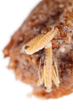 Peygamber devesi bebeklerinin doğumu. Yerellik: Cenova (GE), İtalya.