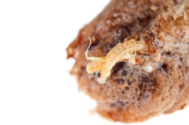 Peygamber devesi bebeklerinin doğumu. Yerellik: Cenova (GE), İtalya.