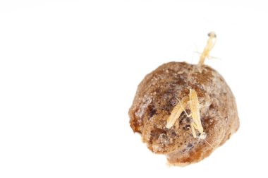 Peygamber devesi bebeklerinin doğumu. Yerellik: Cenova (GE), İtalya.