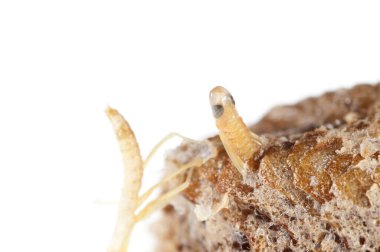 Peygamber devesi bebeklerinin doğumu. Yerellik: Cenova (GE), İtalya.