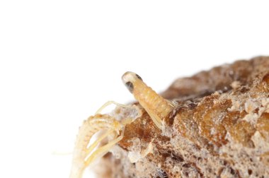 Peygamber devesi bebeklerinin doğumu. Yerellik: Cenova (GE), İtalya.