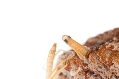 Peygamber devesi bebeklerinin doğumu. Yerellik: Cenova (GE), İtalya.