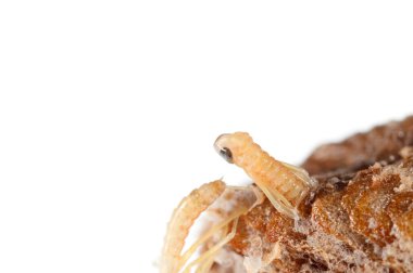 Peygamber devesi bebeklerinin doğumu. Yerellik: Cenova (GE), İtalya.