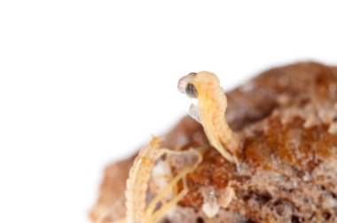 Peygamber devesi bebeklerinin doğumu. Yerellik: Cenova (GE), İtalya.