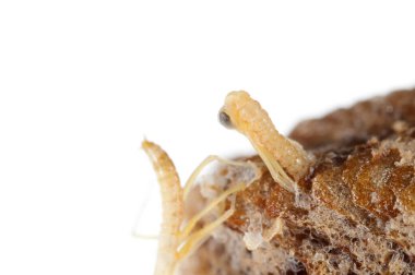 Peygamber devesi bebeklerinin doğumu. Yerellik: Cenova (GE), İtalya.