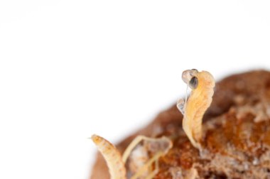 Peygamber devesi bebeklerinin doğumu. Yerellik: Cenova (GE), İtalya.