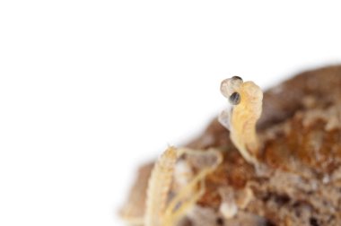 Peygamber devesi bebeklerinin doğumu. Yerellik: Cenova (GE), İtalya.