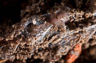 Doğal ortamdaki örümceğin yakın çekim görüntüsü 