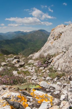 Ocellated kertenkele (Timon lepidus) çocuk görüşü