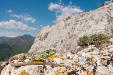 Ocellated kertenkele (Timon lepidus) çocuk görüşü