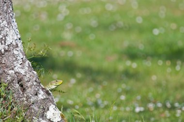 Kertenkelenin doğal ortamdaki yakın çekimi.