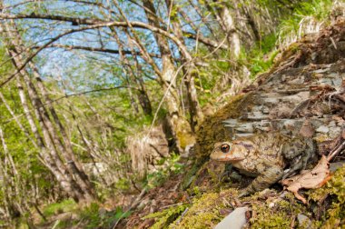 Kurbağa (Bufo bufo), Bufonidae görünümü