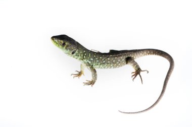 Genel duvar kertenkelesi (Podarcis muralis) görünümü