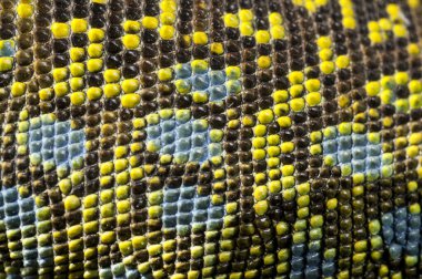 Ocellated kertenkele (Timon lepidus) ten görünümü