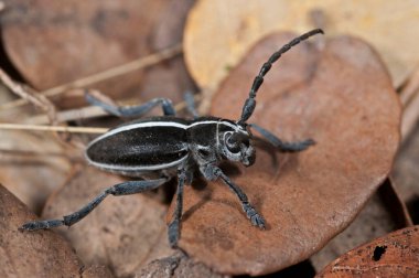 yakın çekim çekim 
