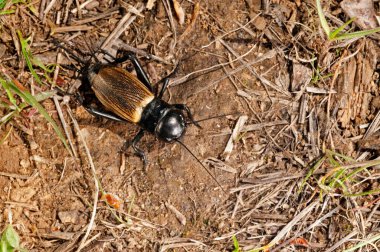 Gryllus Campestris, cırcır böceklerini yakından izle.