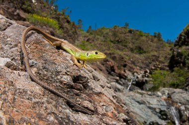 Kertenkelenin doğal ortamdaki yakın çekimi.