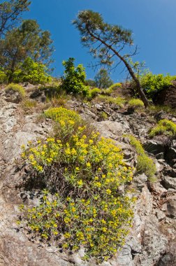 Dağlardaki güzel çiçeklerin manzaralı görüntüsü