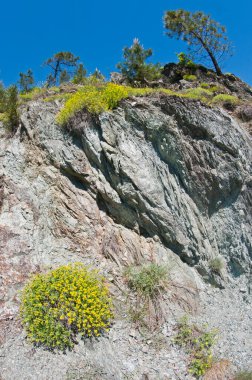Dağlardaki güzel çiçeklerin manzaralı görüntüsü