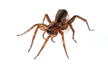 Trochosa Şp. (Lycosidae)