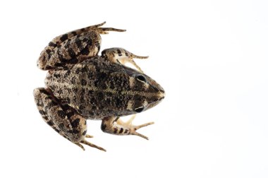 Beyaz arka planda yaygın maydanoz kurbağası (Pelodytes punctatus)