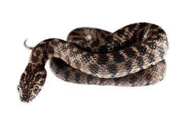 Doğal yaşam alanında Natrix Maura (viperine yılan) 