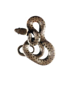 Doğal yaşam alanında Natrix Maura (viperine yılan) 