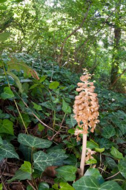 Eupolybothrus sp., Lithobiidae ormanda avlanıyor.