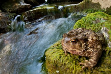 Kurbağa (Bufo bufo), Bufonidae görünümü