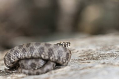 Natrix Maura çocuk, Viperine yılanı kayanın üstünde